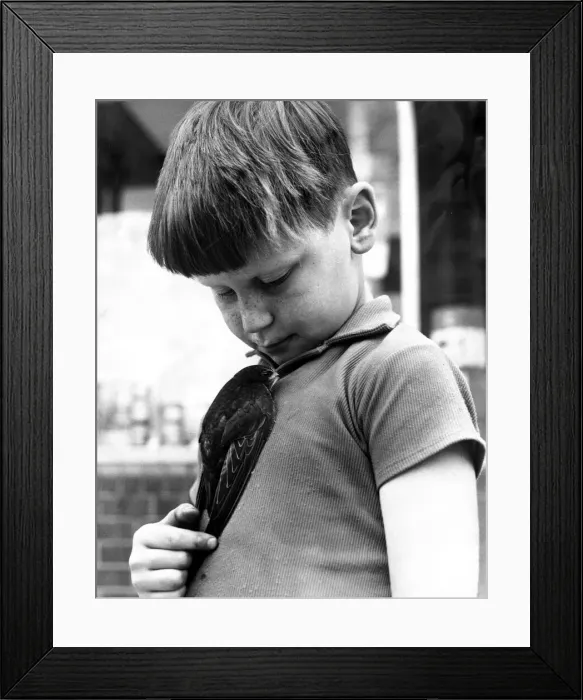 Framed Print : Paul Bartholomew and his pet swift which he rescued. 11th August 1967 P044331 Framed Print : Paul Bartholomew and his pet swift which he rescued. 11th August 1967 P044331