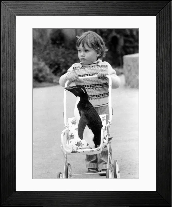 Framed Print : Tee Pee the rock hopper penguin taken for a ride in a buggy by his friend Framed Print : Tee Pee the rock hopper penguin taken for a ride in a buggy by his friend