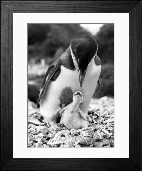Framed Print : Female Ringed penguin feeding her chick. 1st July 1954 DM Framed Print : Female Ringed penguin feeding her chick. 1st July 1954 DM