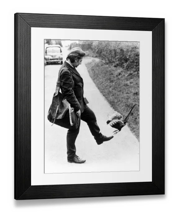 Framed Print : Postman Jim Burgess with the pheasant that follows him up the garden path