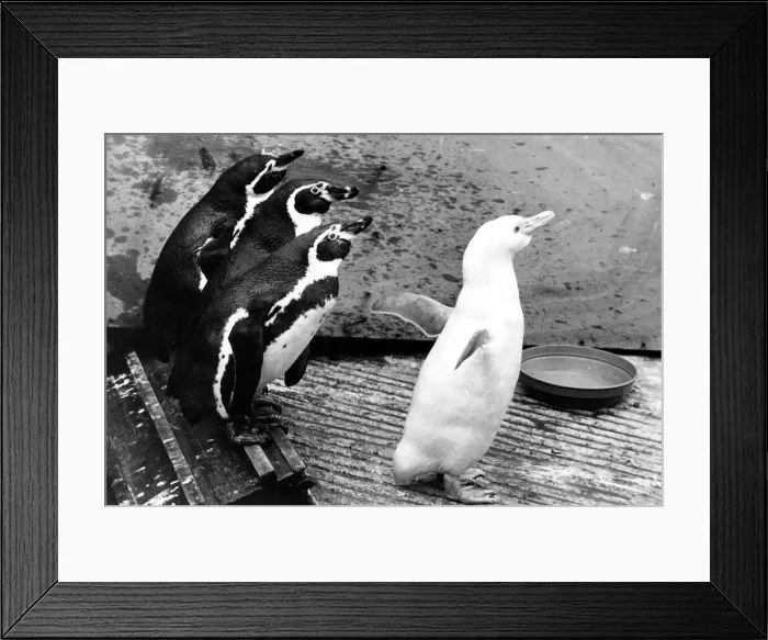 Framed Print : Snowball the albino penguin with his mates. 27th May 1971 P044316 Framed Print : Snowball the albino penguin with his mates. 27th May 1971 P044316