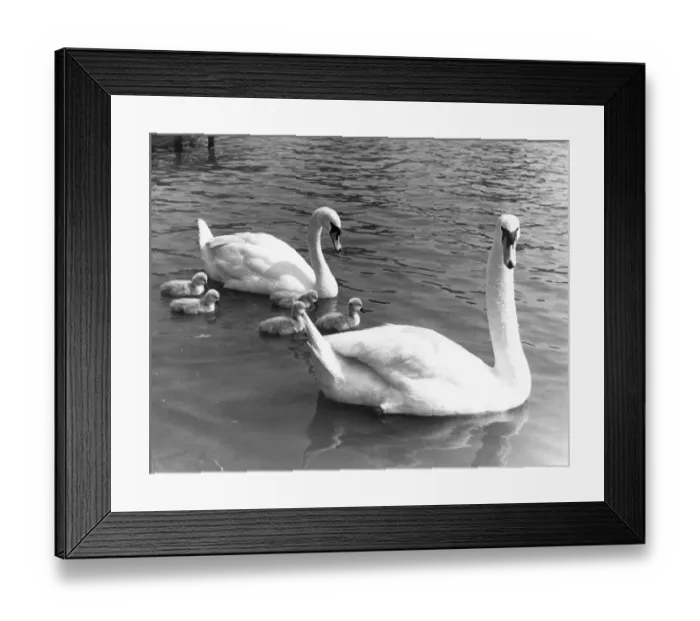 Framed Print : A family of Swans and cygnets on the River Thames June 1955 G2792-1 P044304 Framed Print : A family of Swans and cygnets on the River Thames June 1955 G2792-1 P044304