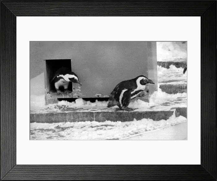 Framed Print : Penguins in the snow at London Zoo. January 13th 1982 82-148-15b Framed Print : Penguins in the snow at London Zoo. January 13th 1982 82-148-15b