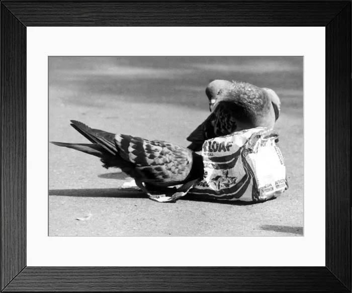 Framed Print : Pigeons tucking into the remains of a loaf of bread in a London park September 1977