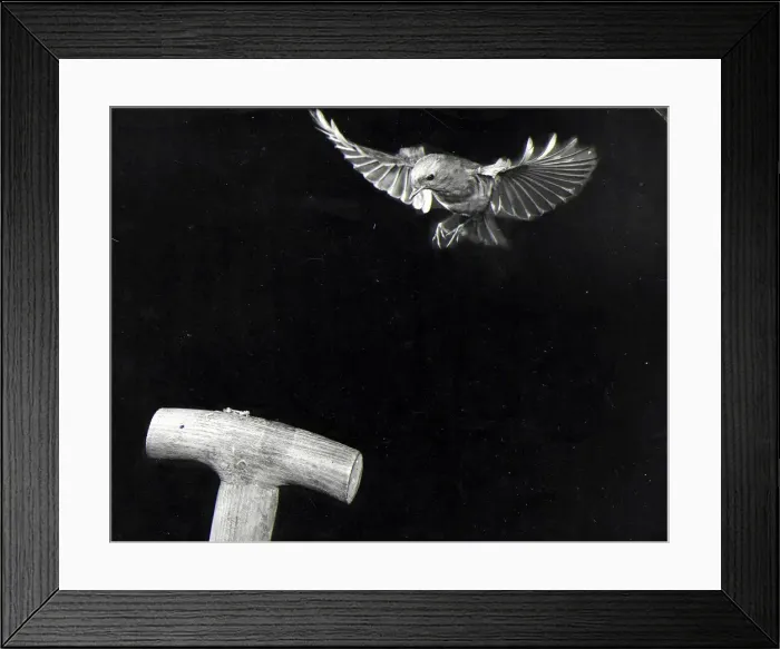 Framed Print : The sight of a gardeners spade immediately attracts the plump little Robin Framed Print : The sight of a gardeners spade immediately attracts the plump little Robin