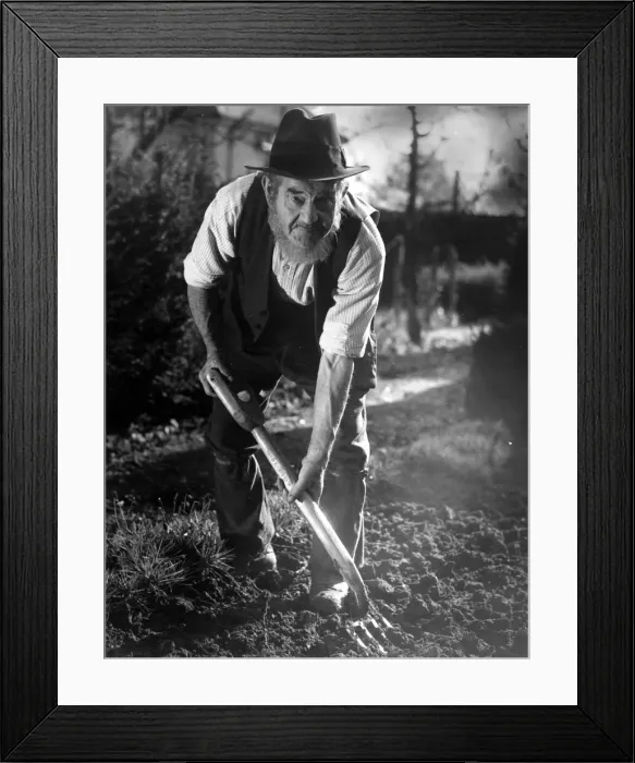 Framed Print : Character Studies. Man with beard and hat digging over a garden