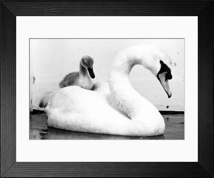 Framed Print : Bringing up baby. This male swan has taken on the tole of mother to this abandoned cygnet Framed Print : Bringing up baby. This male swan has taken on the tole of mother to this abandoned cygnet