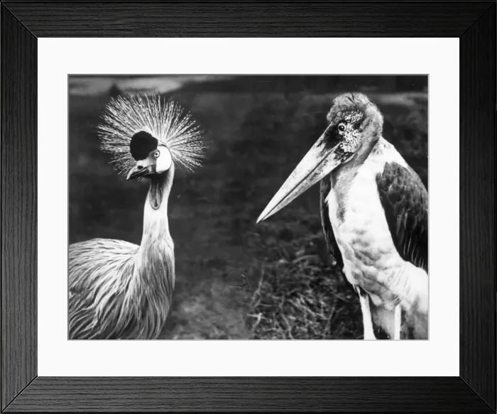 Framed Print : My what a pretty hat you rewearing Mrs Crane, Oh thank you