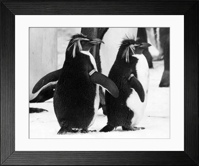 Framed Print : Penguins at Whipsnade Zoo. January 1985 85-102-31A P044340 Framed Print : Penguins at Whipsnade Zoo. January 1985 85-102-31A P044340