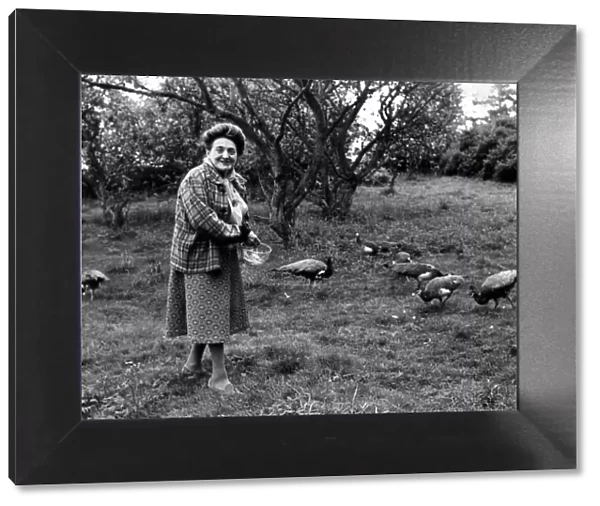 Bet Sanderson pictured with her peacocks and peahens at her home near Penrith