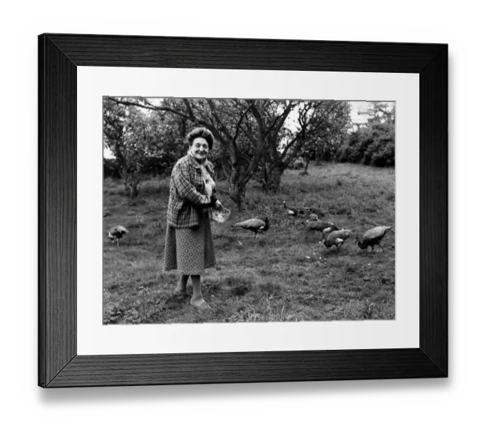 Framed Print : Bet Sanderson pictured with her peacocks and peahens at her home near Penrith
