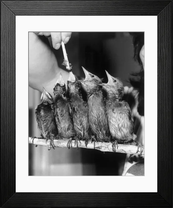 Framed Print : Teatime for a flock of orphan fledglings at St Tiggywinkles Animal Hospital