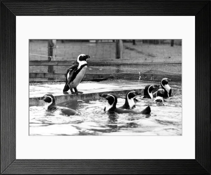Framed Print : Cheeky the penguin taking a dip in his owners pool at the Anchor Inn at Gargave