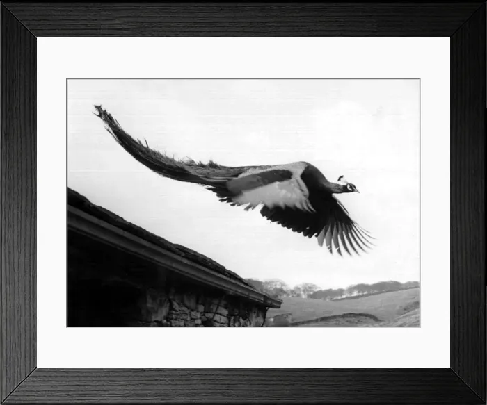 Framed Print : Percy the peacock flying through Overtown. 27th May 1960 DM M3179 / 5 Framed Print : Percy the peacock flying through Overtown. 27th May 1960 DM M3179 / 5