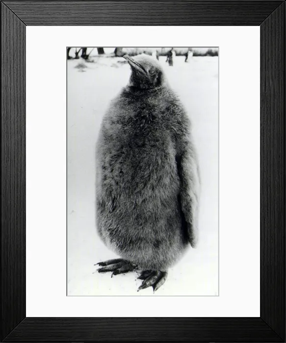 Framed Print : Young Penguin at Whipsnade Zoo. January 15th 1987 DMCN87 P044374 Framed Print : Young Penguin at Whipsnade Zoo. January 15th 1987 DMCN87 P044374