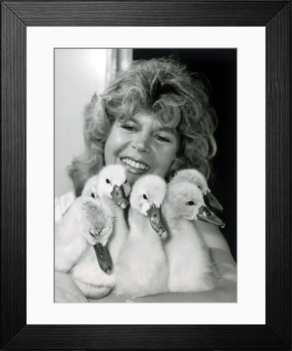 Framed Print : Six cygnets abandoned by their mother June 11 1985 P044284 Framed Print : Six cygnets abandoned by their mother June 11 1985 P044284