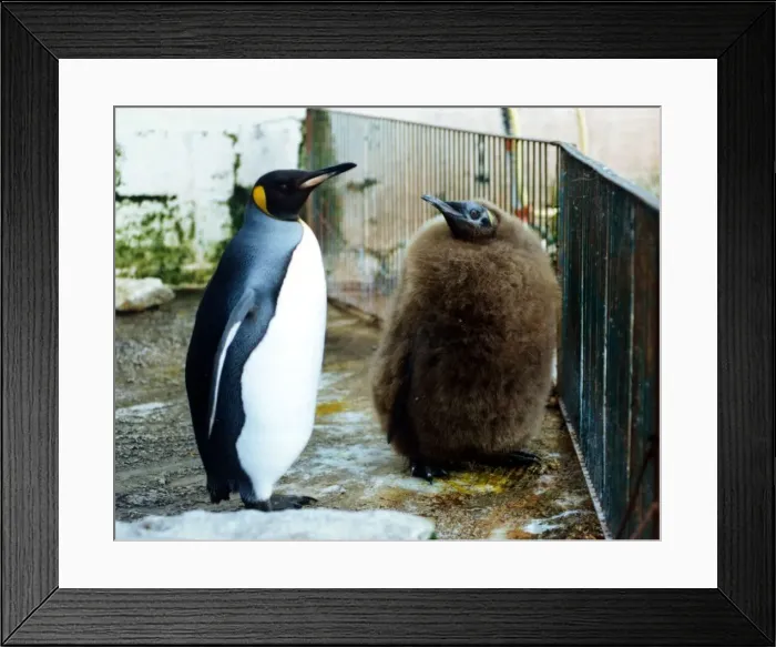 Framed Print : Penguins gathered at the waters edge August 1998 P044319 P98-408 Framed Print : Penguins gathered at the waters edge August 1998 P044319 P98-408