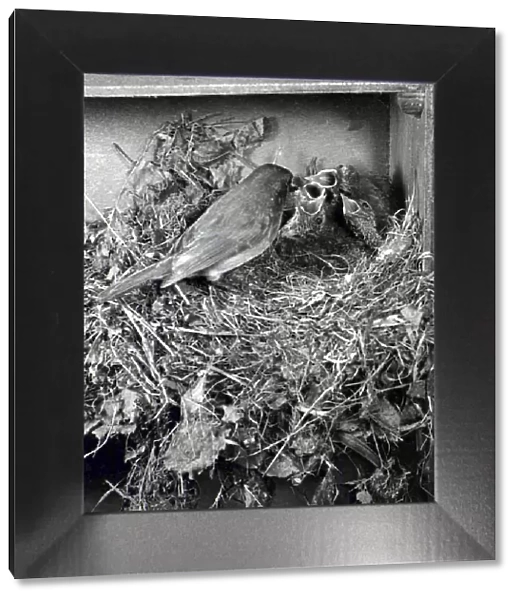 Robin feeding her chicks. 14th May 1952 DM: C2434  /  2 P044367