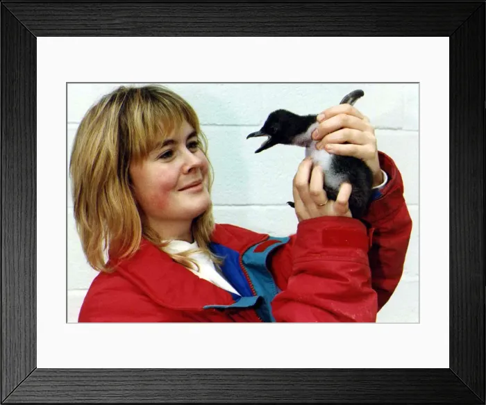 Framed Print : Penguins. P92-259 February 1992. P044351 Framed Print : Penguins. P92-259 February 1992. P044351