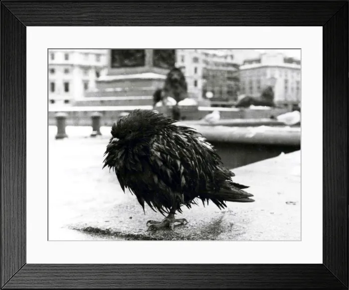 Framed Print : Wet Pigeon in Trafalger Square. December 14th 1981. 81 / 6857 / 18a P044380 Framed Print : Wet Pigeon in Trafalger Square. December 14th 1981. 81 / 6857 / 18a P044380