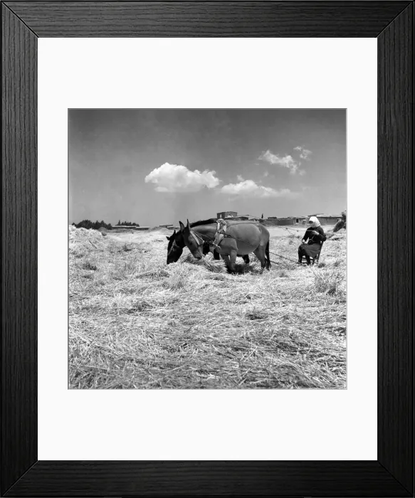 Framed Print : Agriculture: Cyprus Threshing and Winnowing on the fertile plain of Cyprus Framed Print : Agriculture: Cyprus Threshing and Winnowing on the fertile plain of Cyprus