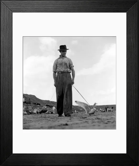 Framed Print : Man walking a seagull. August 1953 D5252 Framed Print : Man walking a seagull. August 1953 D5252