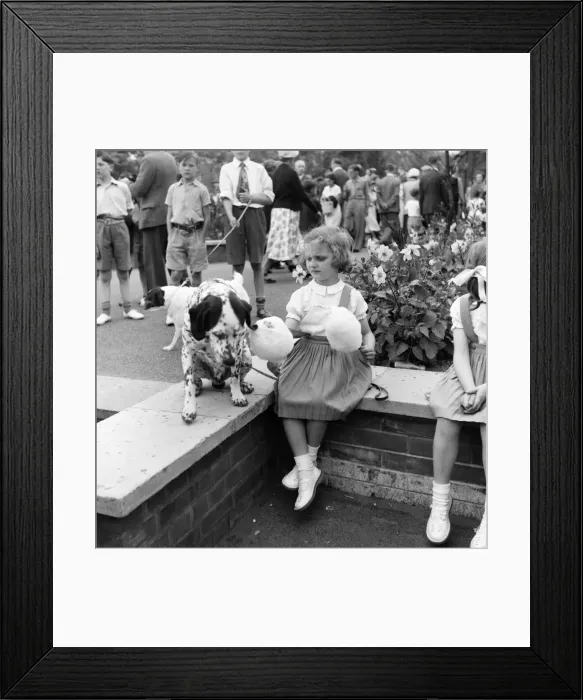 Framed Print : Animals: Dogs: Owners and contestants seen here talking part in The Daily Mirror Dog Show Framed Print : Animals: Dogs: Owners and contestants seen here talking part in The Daily Mirror Dog Show