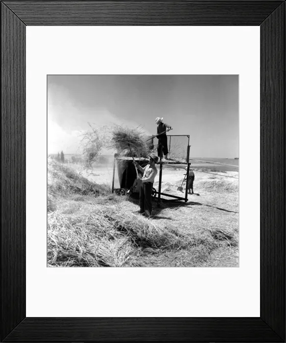 Framed Print : Agriculture: Cyprus Threshing and Winnowing on the fertile plain of Cyprus Framed Print : Agriculture: Cyprus Threshing and Winnowing on the fertile plain of Cyprus