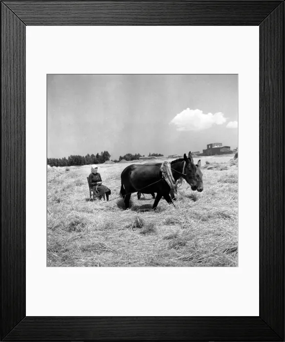Framed Print : Agriculture: Cyprus Threshing and Winnowing on the fertile plain of Cyprus Framed Print : Agriculture: Cyprus Threshing and Winnowing on the fertile plain of Cyprus