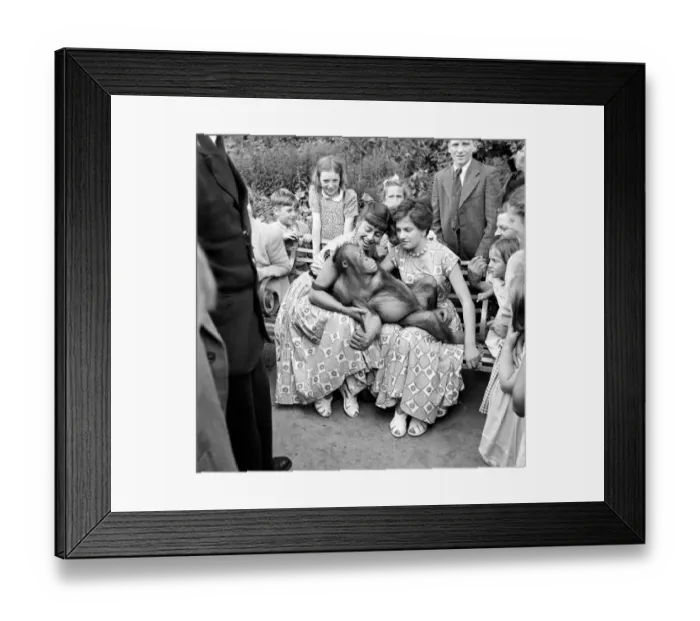 Framed Print : Animals: Orang-Outang: Annabelle the Orang Outang of the London Zoo knows a good thing