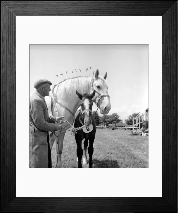 Framed Print : Heavy horse show. Mare and Pony. July 1953 D3730-001 Framed Print : Heavy horse show. Mare and Pony. July 1953 D3730-001