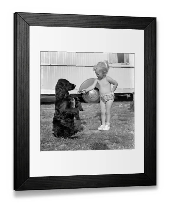 Framed Print : Children and animals friendship. Mr. and Mrs. R. Smart, holds up Rinty, the Spaniel Framed Print : Children and animals friendship. Mr. and Mrs. R. Smart, holds up Rinty, the Spaniel