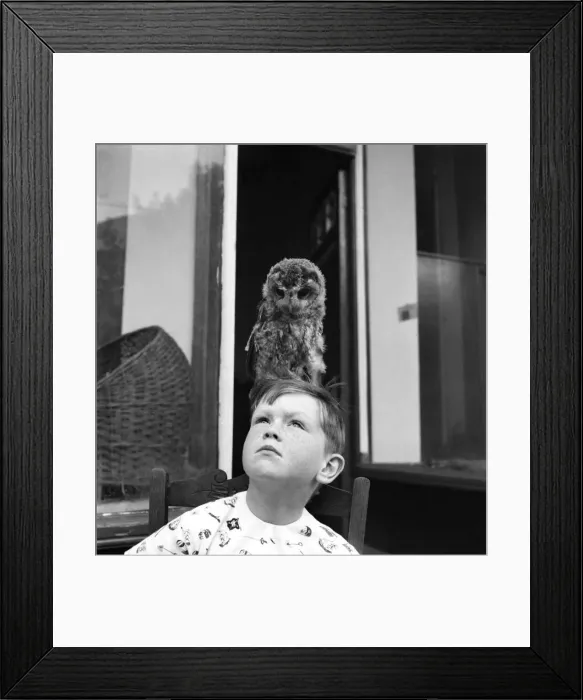 Framed Print : Birds: Owls. The strange story of Oswald the Owl, who does not too-whit or too-whoo