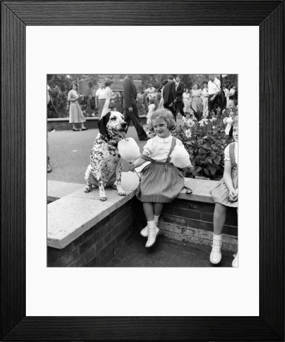 Framed Print : Animals: Dogs: Owners and contestants seen here talking part in The Daily Mirror Dog Show Framed Print : Animals: Dogs: Owners and contestants seen here talking part in The Daily Mirror Dog Show