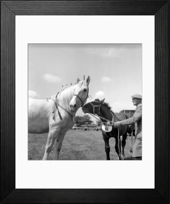 Framed Print : Heavy horse show. Mare and Pony. July 1953 D3730 Framed Print : Heavy horse show. Mare and Pony. July 1953 D3730