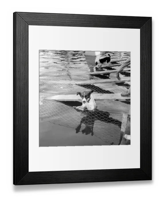 Framed Print : Animals: Dogs: Owners and contestants seen here talking part in The Daily Mirror Dog Show Framed Print : Animals: Dogs: Owners and contestants seen here talking part in The Daily Mirror Dog Show