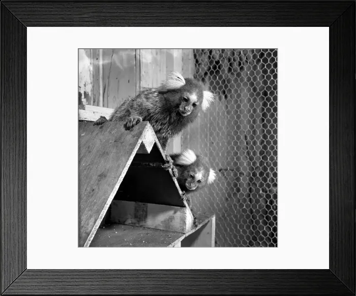 Framed Print : Animals: Zoo: Marmosets from Brazil seen here at Chessington Zoo. August 1953 D4031-002 Framed Print : Animals: Zoo: Marmosets from Brazil seen here at Chessington Zoo. August 1953 D4031-002