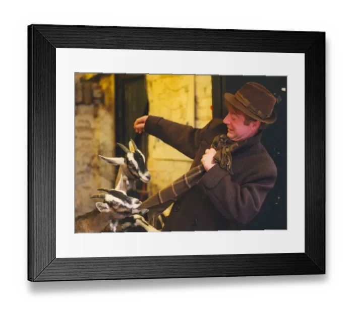 Framed Print : Feeding time for two of the goats at Byker city farm in Newcastle