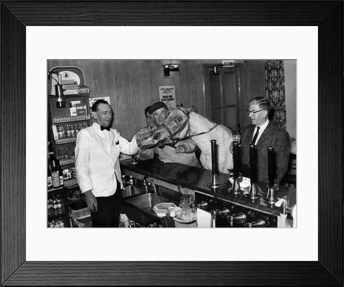Framed Print : A man brings his horse into the local pub to have a pint. May 1968 P009301