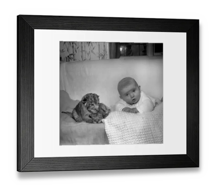 Framed Print : 36 hours old Lion cubs Togo and Chad pictured with 4 month old Baby Emma Framed Print : 36 hours old Lion cubs Togo and Chad pictured with 4 month old Baby Emma