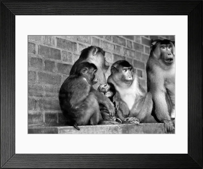 Framed Print : Family of pig-tailed monkeys January 1975 75-00240-024
