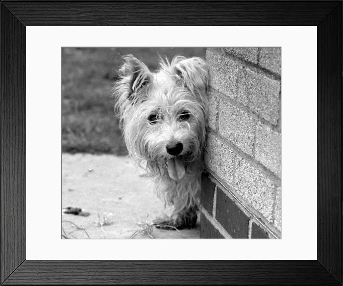 Framed Print : Abandoned West highland white terrier Cindy at Lundt- Smith kennels in Elstree Framed Print : Abandoned West highland white terrier Cindy at Lundt- Smith kennels in Elstree