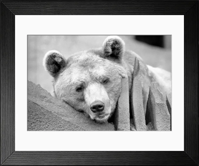 Framed Print : Close up picture of a bear. January 1975 75-00240-009 Framed Print : Close up picture of a bear. January 1975 75-00240-009