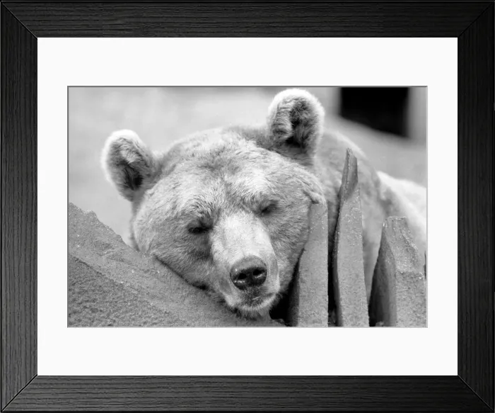 Framed Print : Close up picture of a bear. January 1975 75-00240-017