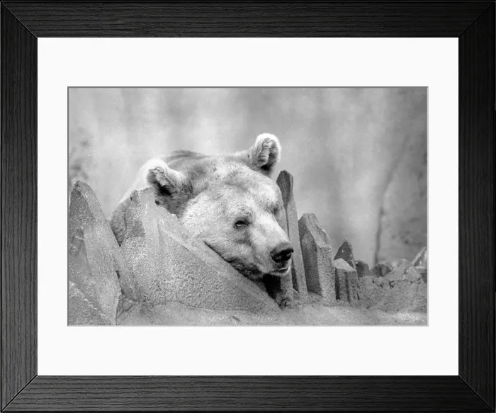 Framed Print : Close up picture of a bear. January 1975 75-00240-008