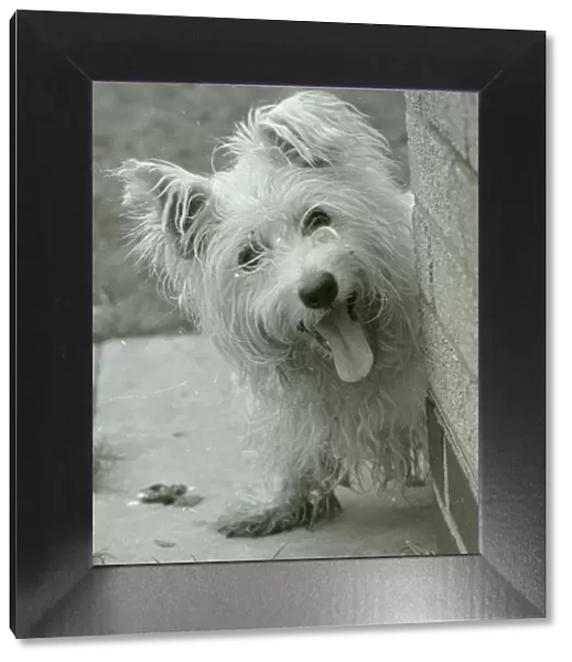 Abandoned West highland white terrier Cindy at Lundt- Smith kennels in Elstree