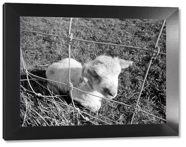 Spring lambs in Kent. January 1975 75-00492-011