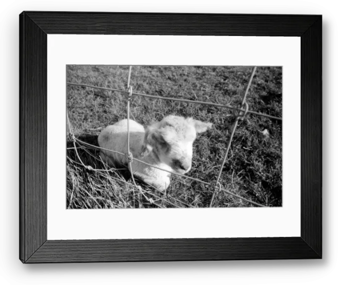 Framed Print : Spring lambs in Kent. January 1975 75-00492-011 Framed Print : Spring lambs in Kent. January 1975 75-00492-011