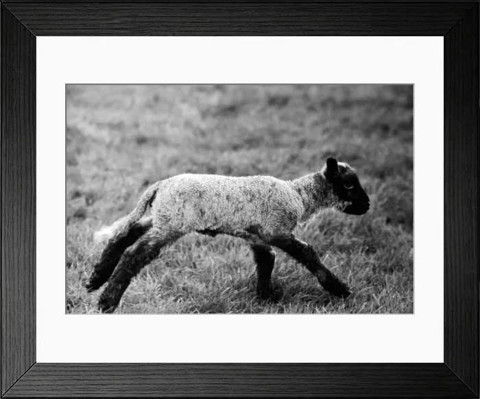 Framed Print : Spring lambs in Kent. January 1975 75-00492-008 Framed Print : Spring lambs in Kent. January 1975 75-00492-008