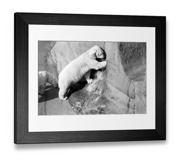 Framed Print : Polar bear Pipaluk'in his pen at London Zoo February 1975 Framed Print : Polar bear Pipaluk'in his pen at London Zoo February 1975